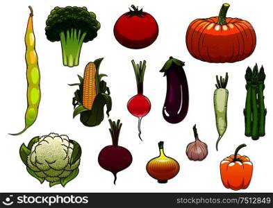 Colorful fresh tomato, pumpkin, corn cob, onion, broccoli, cauliflower, bell pepper, asparagus, eggplant, radish, common bean, daikon, garlic and beet vegetables from the autumn harvest. Fresh vegetables from the autumn harvest