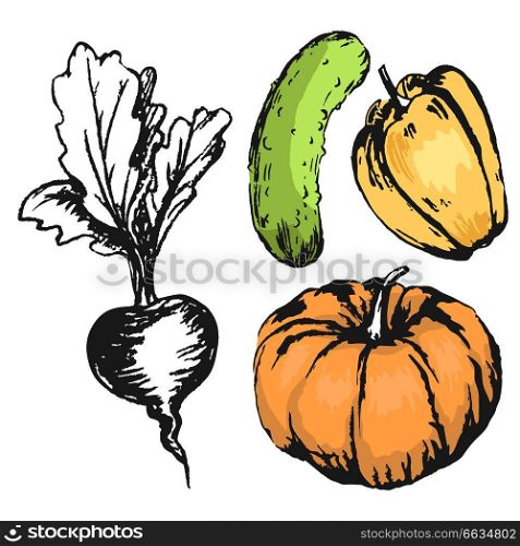 Colorful graphic vegetables orange pumpkin, green cucumber and pepper with colorless beet. Seasonal tasty harvest vector chaotic collection. Colorful Graphic Vegetables with Colorless Beet