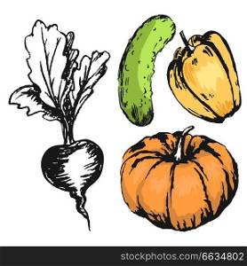 Colorful graphic vegetables orange pumpkin, green cucumber and pepper with colorless beet. Seasonal tasty harvest vector chaotic collection. Colorful Graphic Vegetables with Colorless Beet