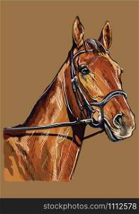 Colorful horse portrait with bridle. Chestnut horse head isolated on brown background. Vector hand drawing illustration. Retro style portrait of horse.