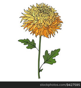 Colorful illustration of chrysanthemum flower isolated on white background.