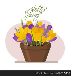 Colorful image of crocus flowers in a pot. Vector drawing of a houseplant. Yellow and lilac primroses. Spring flowers.