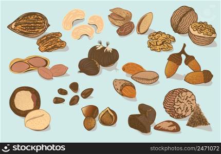 Colorful natural organic nuts collection with different sorts of seeds on light background isolated vector illustration. Colorful Natural Organic Nuts Collection