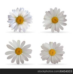 Colorful Naturalistic Beautiful 3D Chamomile Set. Organic Cosmetic Ingredients Isolated Vector Illustration. Eps10. Colorful Naturalistic Beautiful 3D Chamomile Set. Organic Cosmet
