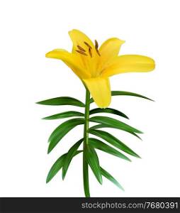 Colorful naturalistic blossoming yellow lily flower on green stem on white background. Vector Illustration. EPS10. Colorful naturalistic blossoming yellow lily flower on green stem on white background. Vector Illustration