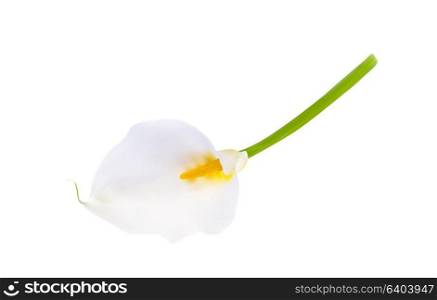 Colorful naturalistic flower calla. Vector Illustration. EPS10. Colorful naturalistic flower calla. Vector Illustration.