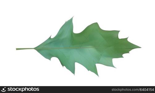 Colorful naturalistic Oak leaf. Vector Illustration. EPS10. Colorful naturalistic Oak leaf. Vector Illustration.