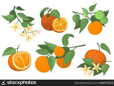 Colorful orange branches and flowers flat item set. Cartoon drawing orange, tangerine and mandarin isolated vector illustration collection. Citrus fruit and tree concept