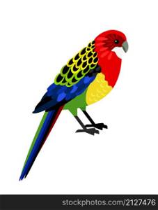 Colorful parrot. Cartoon tropical bird, exotic character of zoo with beautiful feathers, vector illustration of eastern rosella isolated on white background. Colorful tropical parrot