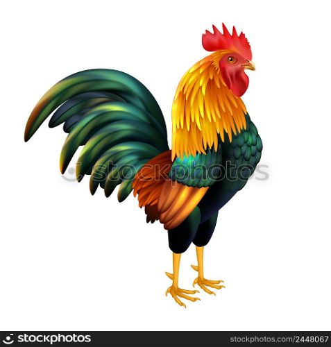 Colorful realistic rooster as symbol of 2017 Chinese New Year on white background isolated vector illustration. Colorful Realistic Rooster
