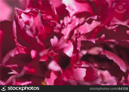 Colorful red flower in soft color and blur style for background. The colorful red flower in soft color and blur style for background