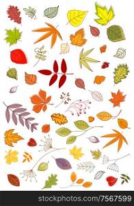 Colorful seasonal autumn or fall leaves and inflorescences in outline style, vector illustration on white