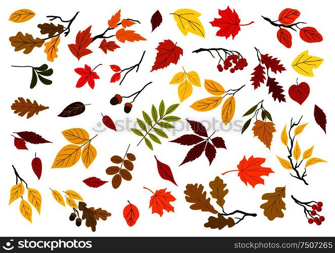 Colorful set of autumn leaves, acorns, berries and tree branches for seasonal design. Isolated on white background. Autumn leaves, acorns and tree branches