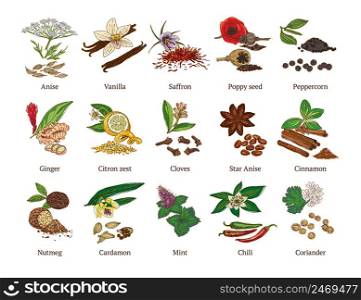 Colorful sketch healthy spices collection with culinary natural botanical herbs isolated vector illustration. Colorful Sketch Healthy Spices Collection