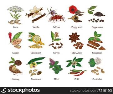 Colorful sketch healthy spices collection with culinary natural botanical herbs isolated vector illustration. Colorful Sketch Healthy Spices Collection