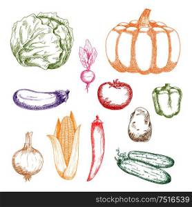 Colorful sketches of green cabbage, bell pepper and cucumbers, corn cob and onion bulb, violet eggplant, red tomato and chilli pepper, orange pumpkin, brown potato and purple beet vegetables. Farm vegetables retro sketch icons