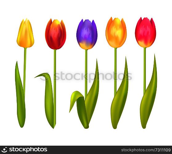Colorful tulips set isolated on white background. Yellow orange blue ping and red springtime blooming tulip flowers, first spring flower symbol vector. Colorful Tulips Set Isolated on White Background