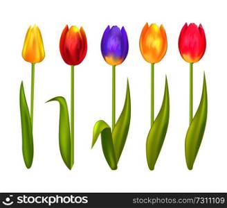 Colorful tulips set isolated on white background. Yellow orange blue ping and red springtime blooming tulip flowers, first spring flower symbol vector. Colorful Tulips Set Isolated on White Background