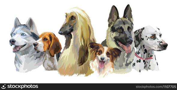Colorful vector realistic illustration of dog breeds portraits:German Shepherd, Siberian Husky, Beagle, Afghan Hound, Dalmatian isolated on white background. Art for designe, banner and cards.
