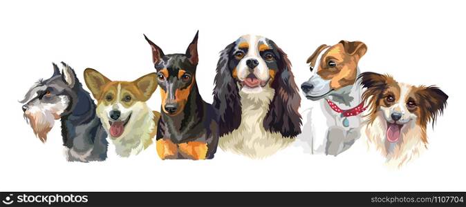 Colorful vector realistic illustration of small dog breeds portraits: jack rusel terrier; Miniature Pinscher; Welsh Corgi; Spaniel isolated on white background. Art for designe, banner and cards.