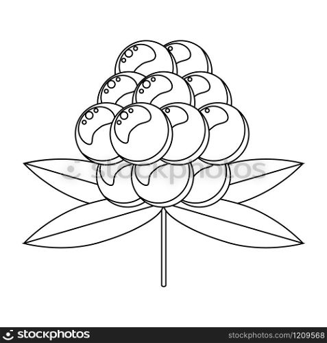 Coloring book for children. Vector illustration. berry cloudberry. Coloring book for children. Vector. berry. cloudber