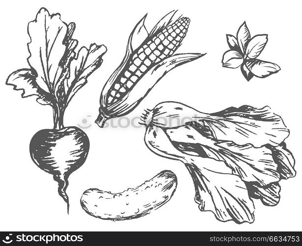 Colorless vegetables at random isolated on white vector poster in graphic design. Seasonal agricultural harvest plants growing on land. Colorless Graphic Vegetables at Random on White