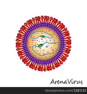 Colourful Arena Virus particle structure isolated on white background. Arena Virus particle structure isolated