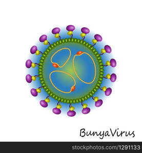 Colourful Bunya Virus particle structure isolated on white background. Bunya Virus particle structure isolated