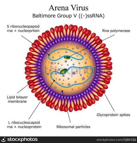 Colourful diagram of Arena virus particle structure with annotations on white background. Vector illustration. Diagram of Arena virus particle structure