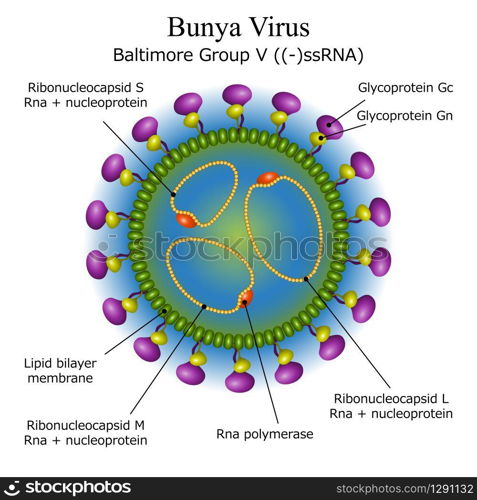 Colourful diagram of Bunya virus particle structure with annotations on white background. Vector illustration. Diagram of Bunya virus particle structure