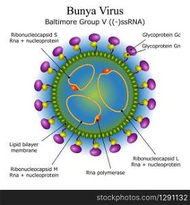 Colourful diagram of Bunya virus particle structure with annotations on white background. Vector illustration. Diagram of Bunya virus particle structure