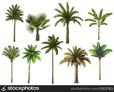 Colourful hand drawn palm tree. Retro tropical coconut trees, vintage miami palms vector illustration set. Tropical tree palm, green floral botanical. Colourful hand drawn palm tree. Retro tropical coconut trees, vintage miami palms vector illustration set