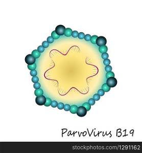 Colourful Parvovirus b19 particle structure isolated on white background. Vector illustration. Colourful Parvovirus b19 particle structure isolated