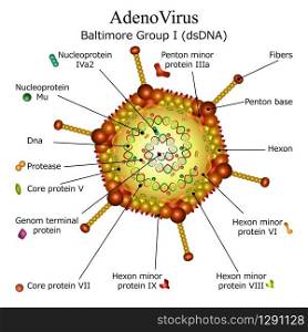 Colourfull diagram of Adeno virus particle structure with annotations on white background. Vector illustration. Diagram of Adeno virus particle structure