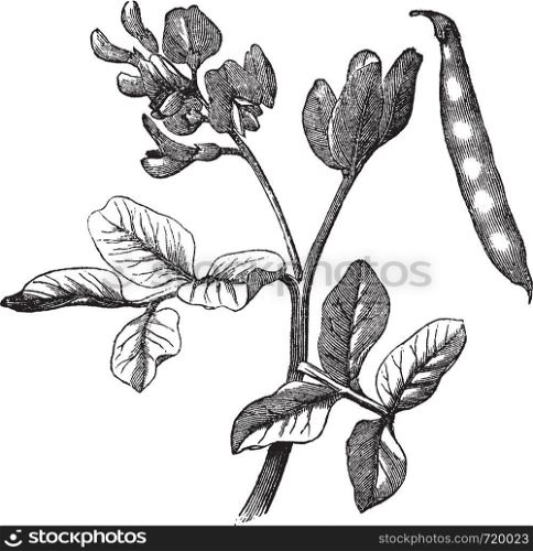 Common bean (Phaseolus vulgaris) vintage engraving. Old engraved illustration of common bean plant.