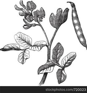 Common bean (Phaseolus vulgaris) vintage engraving. Old engraved illustration of common bean plant.