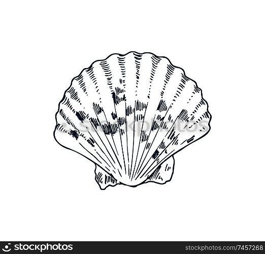 Common cockle edible saltwater clam specie, marine bivalve mollusk vector icon. Monochrome hand drawn sea creature. Nautical poster in sketch style.. Common Cockle Edible Saltwater Clam Specie Poster