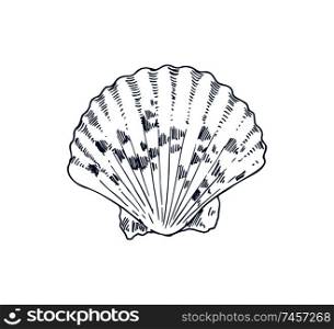 Common cockle edible saltwater clam specie, marine bivalve mollusk vector icon. Monochrome hand drawn sea creature. Nautical poster in sketch style.. Common Cockle Edible Saltwater Clam Specie Poster