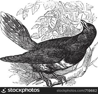Common Cuckoo or Cuculus canorus, vintage engraving. Old engraved illustration of a common Cuckoo.