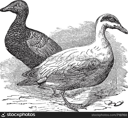 Common Eider or Somateria mollissima, vintage engraving. Old engraved illustration of a Common Eider showing female hen (left) and male drake (right).