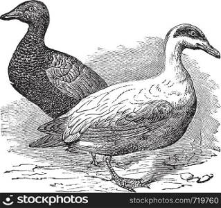 Common Eider or Somateria mollissima, vintage engraving. Old engraved illustration of a Common Eider showing female hen (left) and male drake (right).