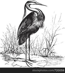 Common European heron (Ardea cinerea) or Grey heron vintage engraving. Old engraved illustration of a beautiful european heron.
