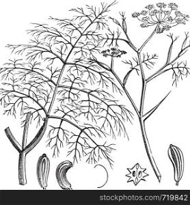 Common Fennel or Foeniculum vulgare, vintage engraving. Old engraved illustration of a Common Fennel showing seeds (bottom).