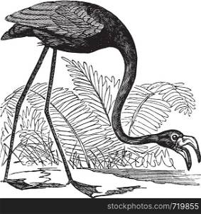 Common Flamingo or Phoenicopterus sp. or Phoenicoparrus sp., vintage engraving. Old engraved illustration of a Common Flamingo.