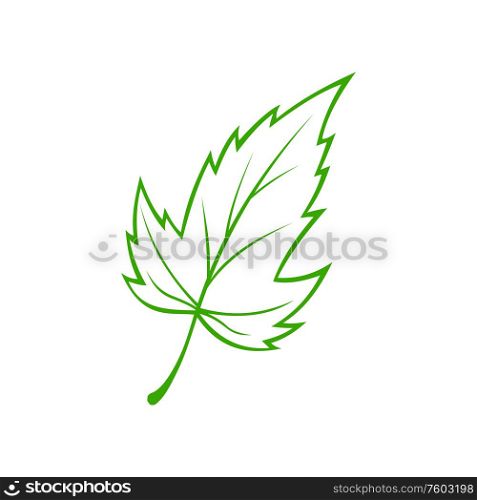 Common green leaf isolated icon. Vector logo of plant foliage, botanical symbol. Botanical icon of common green maple leaf
