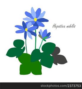 Common hepatica colorful stock vector illustration for web
