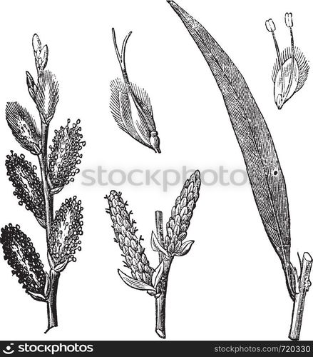 Common Osier or Salix viminalis or Osier or Basket willow, vintage engraving. Old engraved illustration of Common Osier with male and female flowers isolated on a white background.