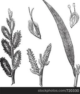 Common Osier or Salix viminalis or Osier or Basket willow, vintage engraving. Old engraved illustration of Common Osier with male and female flowers isolated on a white background.