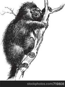 Common Porcupine or North American Porcupine or Canadian Porcupine or Erethizon dorsatum, vintage engraving. Old engraved illustration of a Common Porcupine.