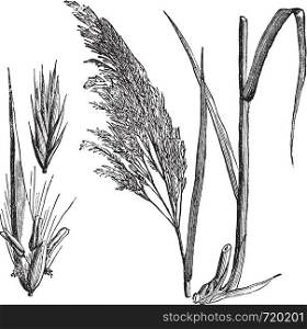 Common reed (Phragmites communis), vintage engraved illustration. Common reed, a large perennial grass. Trousset encyclopedia (1886 - 1891).
